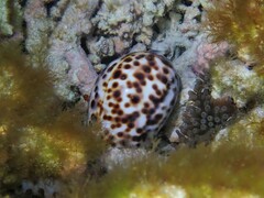 Cypraea tigris