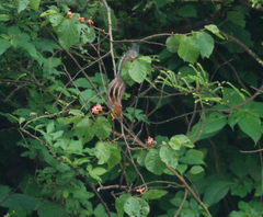 Funambulus tristriatus