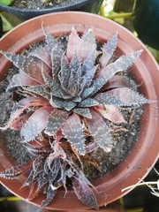 Aristaloe aristata