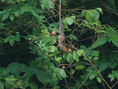 Funambulus tristriatus