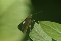 Notocrypta