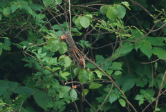 Funambulus tristriatus