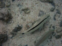 Parupeneus barberinus