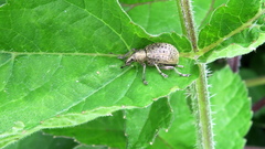 Liophloeus tessulatus