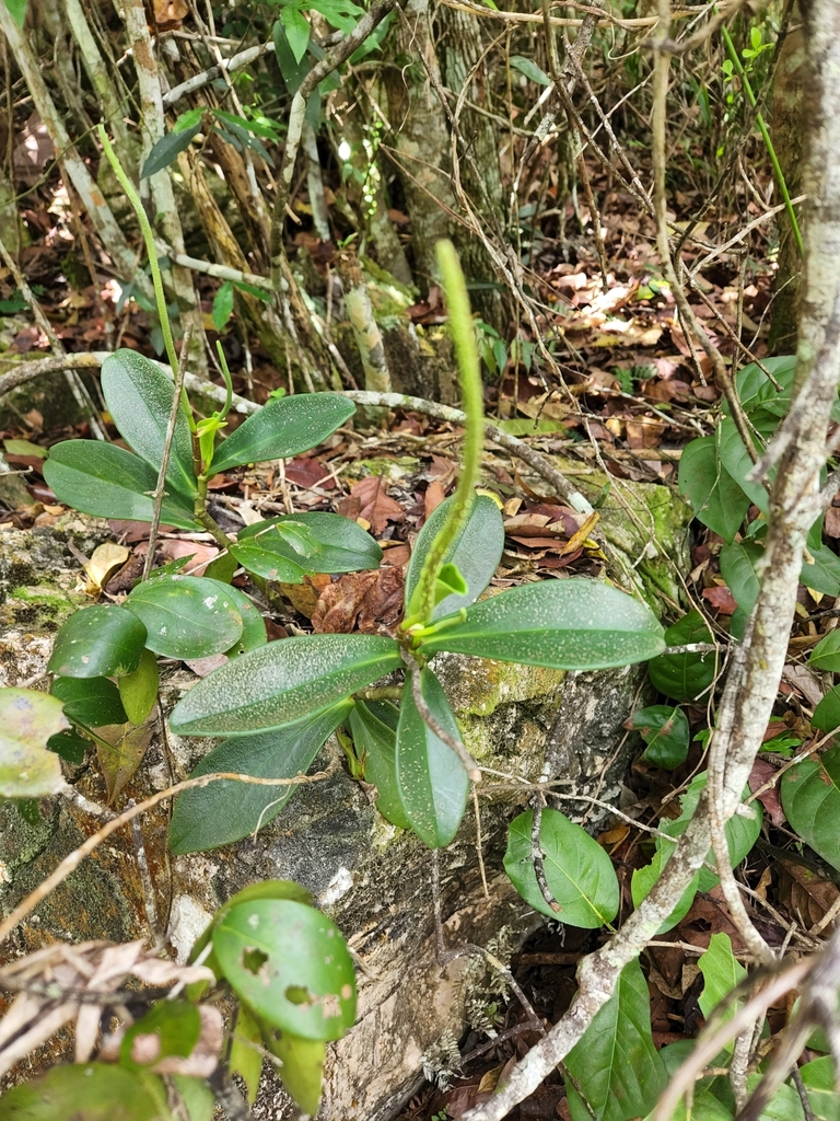 Peperomia clusiifolia
