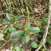 Peperomia clusiifolia - Photo (c) James Ojascastro, some rights reserved (CC BY-NC-SA), uploaded by James Ojascastro