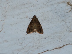 Lepidoptera