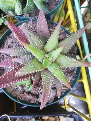 Haworthiopsis