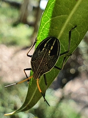 Poecilometis strigatus