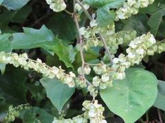 Rumex sagittatus