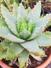 Aloe brevifolia