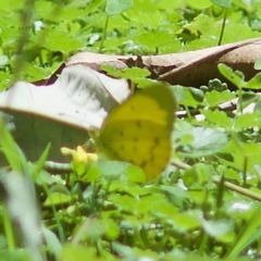 Eurema smilax