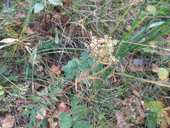 Patrinia rupestris