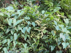 Rumex sagittatus