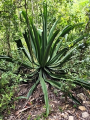 Agave angustifolia
