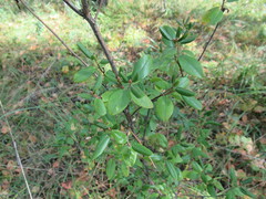 Rhododendron dauricum