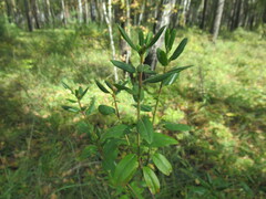 Rhododendron dauricum