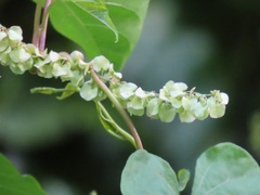 Rumex sagittatus