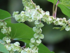 Rumex sagittatus