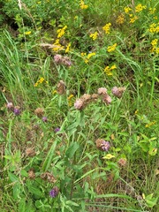 Centaurea phrygia pseudophrygia