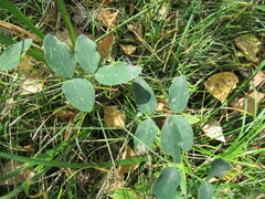 Lathyrus humilis