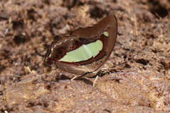 Polyura athamas