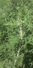 Artemisia afra
