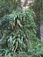 Dracaena aletriformis