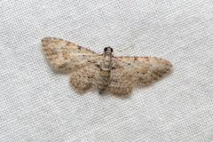 Sigilliclystis insigillata