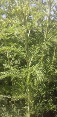 Artemisia afra
