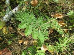 Artemisia tanacetifolia