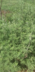Artemisia afra