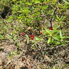 Acrotriche aggregata