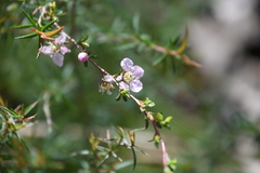 Leptospermum scoparium