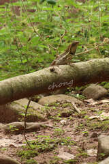Calotes emma