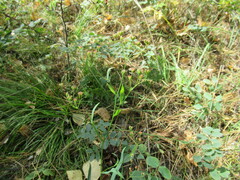 Bupleurum scorzonerifolium