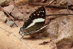 Dodona deodata