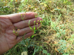Bupleurum scorzonerifolium