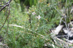 Leptospermum scoparium