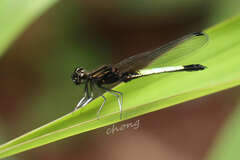 Indocypha vittata