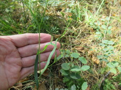 Bupleurum scorzonerifolium