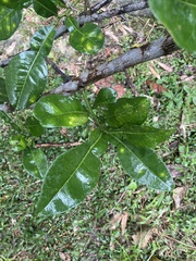 Rutaceae
