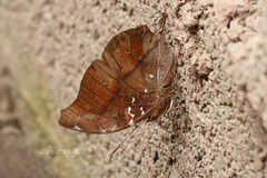 Doleschallia bisaltide