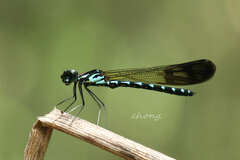 Heliocypha perforata