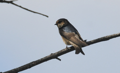 Petrochelidon nigricans