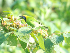 Chloropsis aurifrons