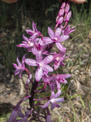 Dipodium roseum
