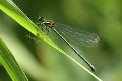 Onychargia