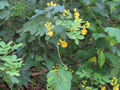 Senna bicapsularis