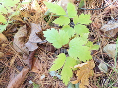 Actaea
